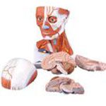 3B SCIENTIFIC GMBH 3B SCIENTIFIC GMBH